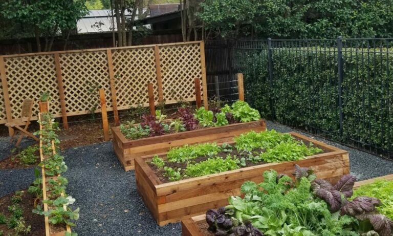 Edible Garden